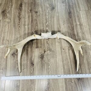 Naturally Shed Wild Moose‎ Antler (Horn, Knife, Carving, Chew, Taxidermy) Full